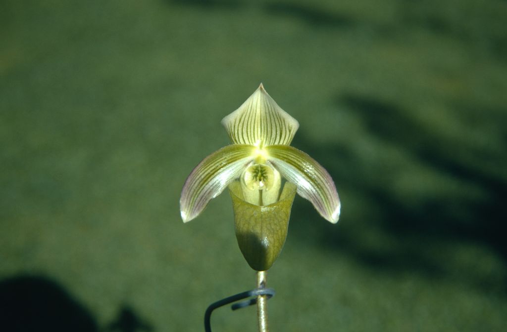 Paphiopedilum violascens 'Bougainville' alba, November 1970, also elsewhere in this collection as Paphiopedilum bougainvilleanum album, roll 197011H4 slide 4.  Species described in 1911.