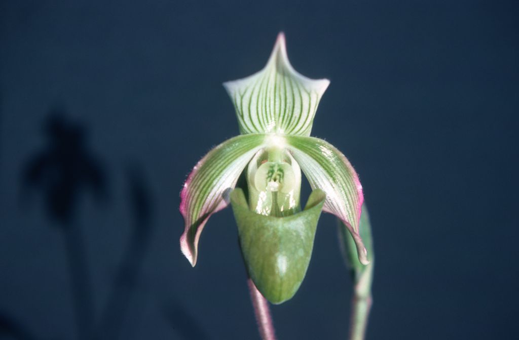 Paphiopedilum violascens, March 1976, roll 197603H9 slide 13.  Species described in 1911.