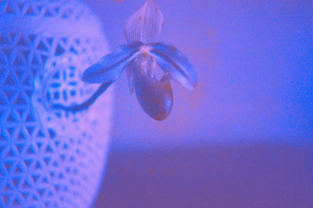 Paphiopedilum violascens Kar-Kar-151 [cut flower], no date on slide, green plastic Fujifilm slide holder manufactured in Australia.  Species described in 1911.