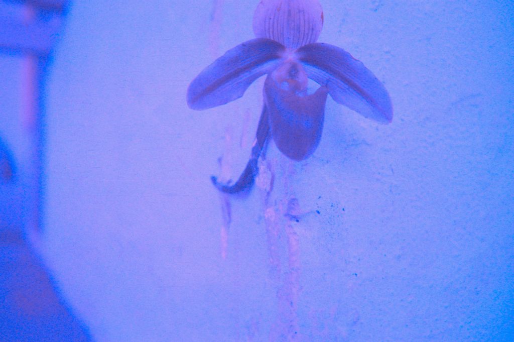 Paphiopedilum violascens Kar-Kar-151 [cut flower], no date on slide, green plastic Fujifilm slide holder manufactured in Australia.  Species described in 1911.