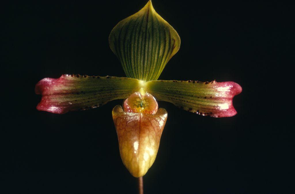 Paphiopedilum virens 'Tip Top' from the Cryder collection, Duplicate Slide 40, no date.  Species described in 1894.  This cultivar is evidently Cryder's #208-A, recognized by Jack Fowlie and others as the "true" Paph. virens, described in detail and illustrated in Orchid Digest 38(4):153-157 (July, 1974).