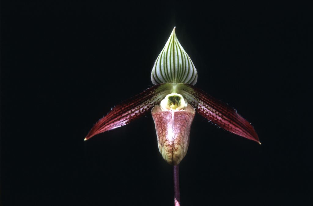 Paphiopedilum wardii, July 1971, roll 197107H6 slide 28.  Species described in 1932.