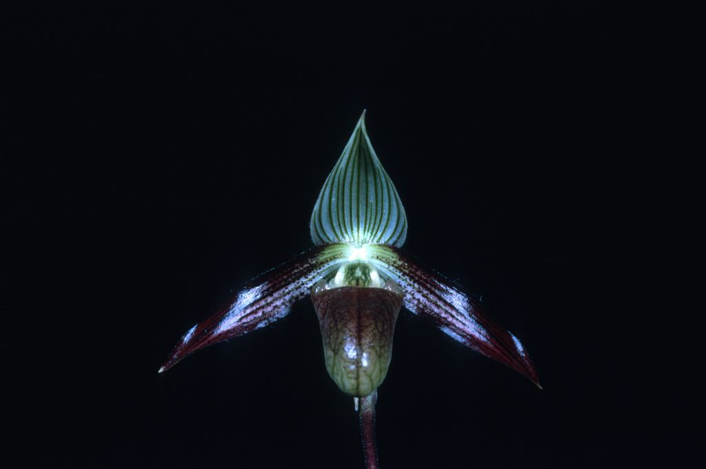 Paphiopedilum wardii, August 1971, roll 197108H5 slide 17