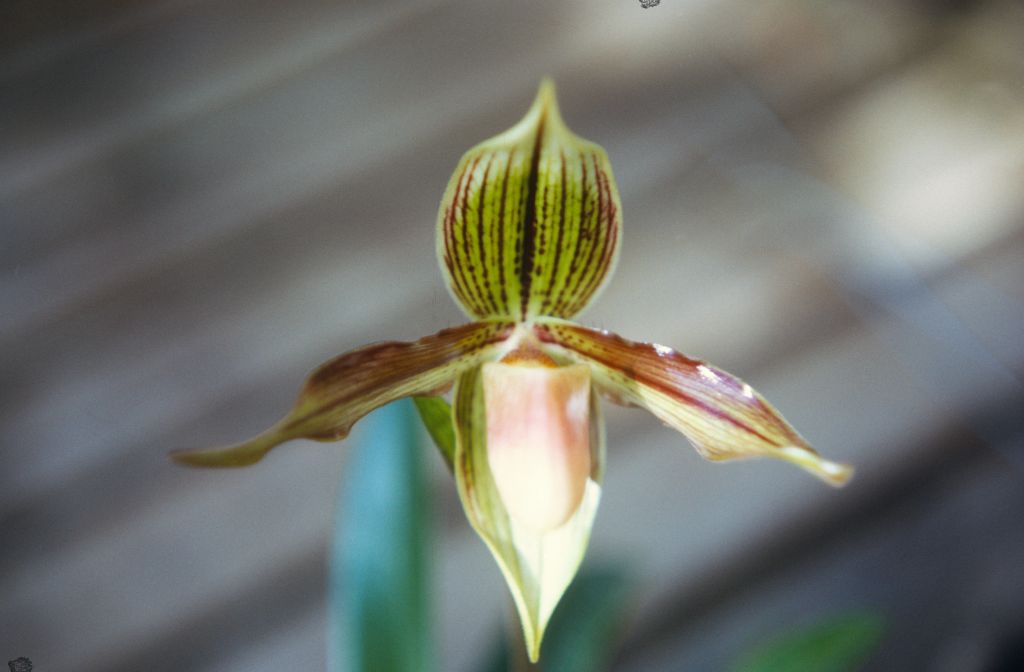 Paphiopedilum wilhelminae, November 1971, roll 197111H2 slide 2.  Species described in 1942.