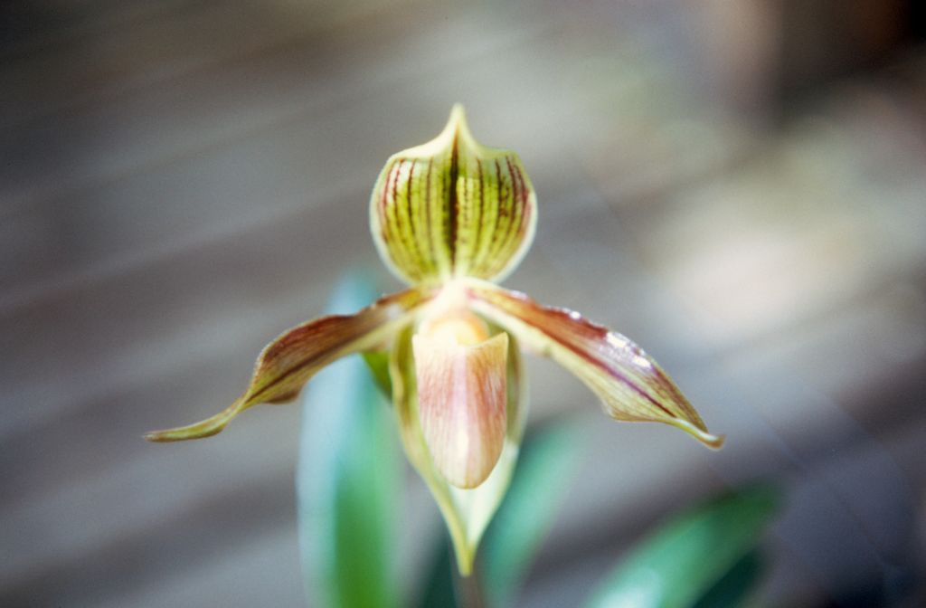 Paphiopedilum wilhelminae "poor picture", November 1971, roll 197111H2 slide 3.  Species described in 1942.