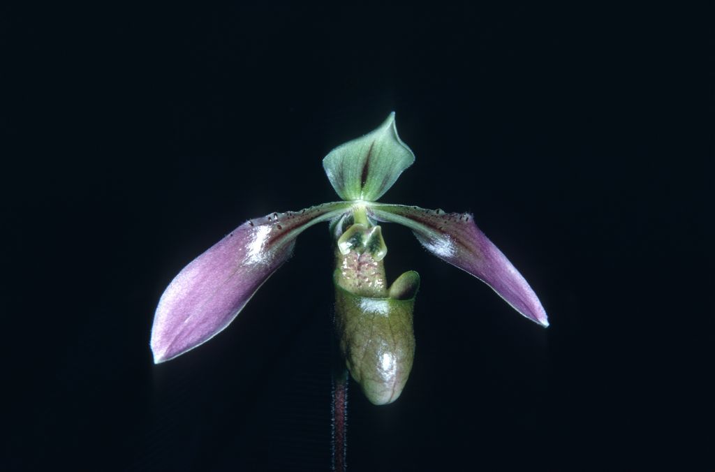 Paphiopedilum "sublaeve" C68U1, E. Charles, March 1968, roll 196803 slide 7.  Label is clearly incorrect.  Collection number indicates plant was acquired by E. [Emerson, "Doc"] Charles in 1968 from an unknown location.  It bears little resemblance to the Paph. sublaeve illustrated in the species description in 1979.  It looks very much like Paph. wolterianum R69S1, roll 196812H4 slide 30.