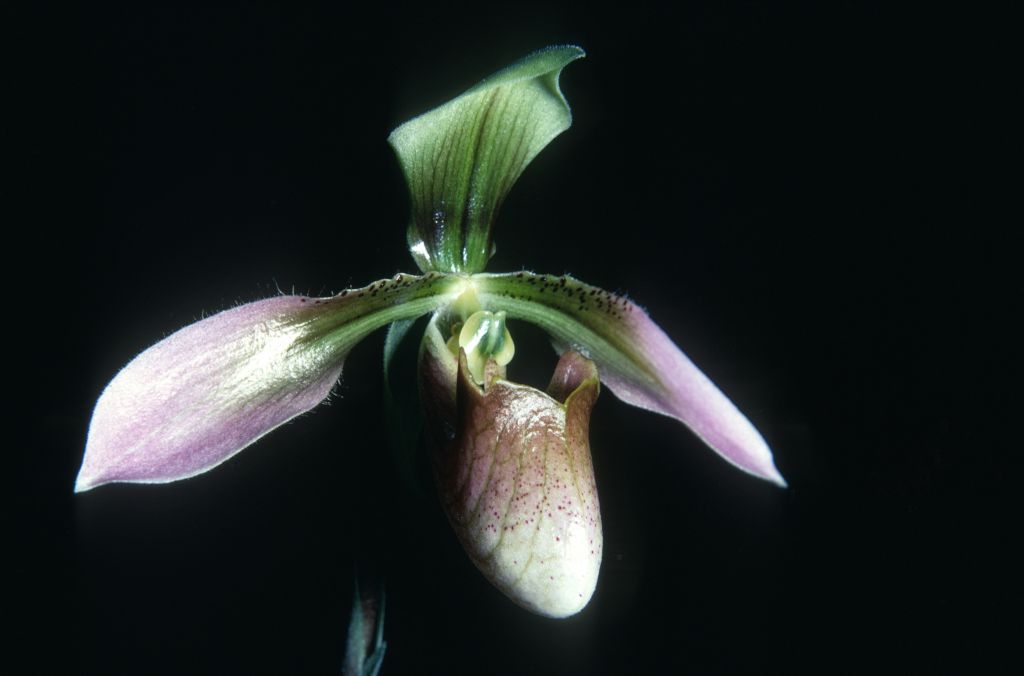 Paphiopedilum wolterianum R69S1, December 1968, roll 196812H4 slide 30.  Species described in 1903.
