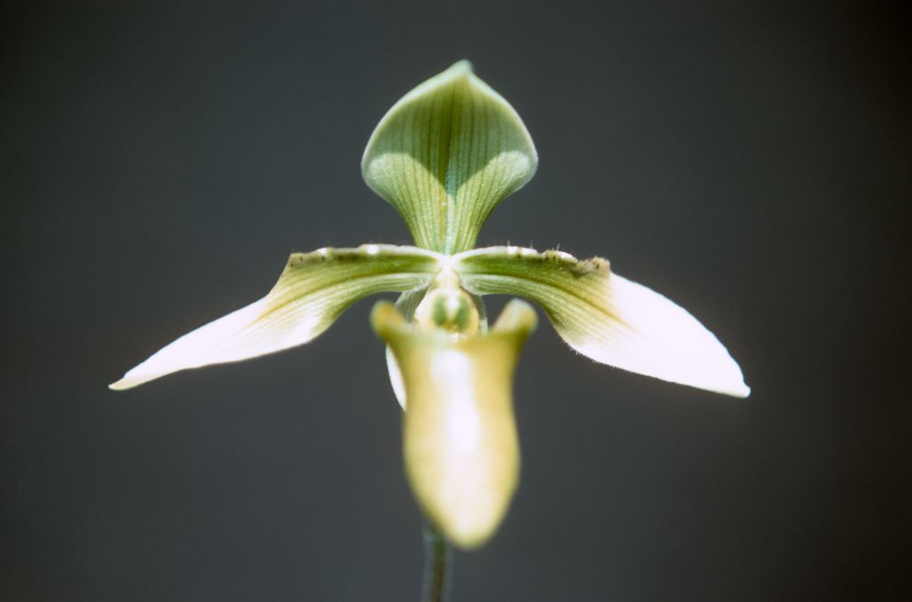Paphiopedilum wolterianum album, October 1970, roll 197010H4 slide 14.  Species described in 1903.