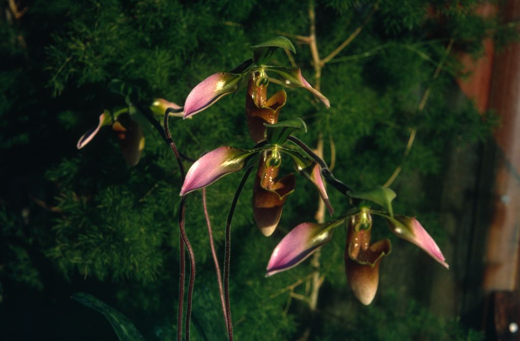 Paphiopedilum wolterianum, January 1973, roll 197301 slide 12.  Species described in 1903.