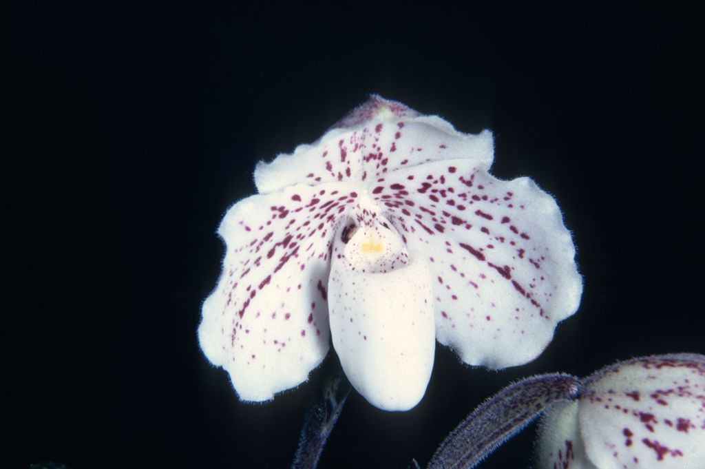 Paphiopedilum ang-thong K68M1, June 1968, roll 196806H6 slide 15.  This is apparently the original plant imported by the Keyes that led to Dr. Jack Fowlie's investigation of the population of this Paphiopedilum at Ang-Thong.