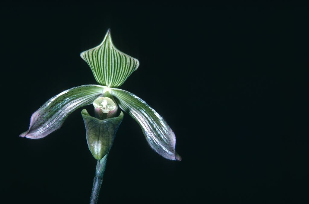 Paphiopedilum x burbidgei H68U1, no date on slide.  The collector "H" might be John Hanes.  Believed to be a natural hybrid, described in 1894.