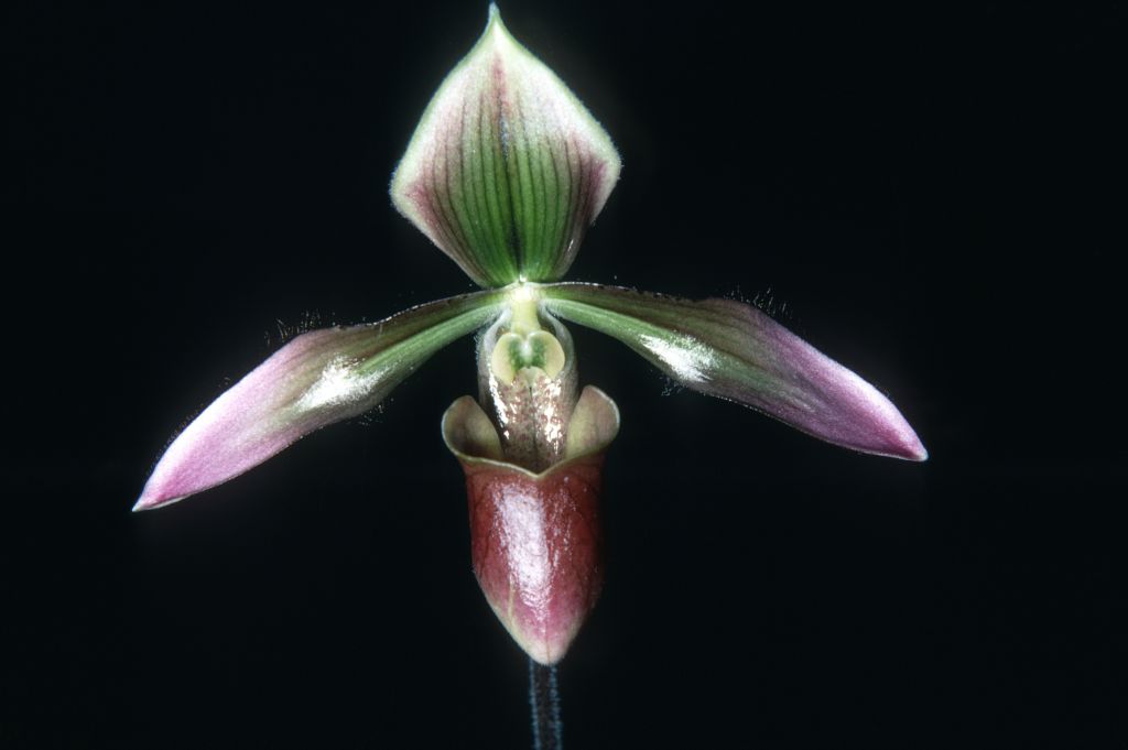 Paphiopedilum x (dayanum x appletonianum) R69T2, April 1969, roll 196904H3 slide 12.  From the label, it appears this plant was imported from Thailand in 1969 by Ray Rands, and was regarded as a natural hybrid of Paphiopedilum dayanum and appletonianum.  It might be another example of the natural hybrid Paphiopedilum x siamense, but Rands apparently thought he had two different natural hybrids from Thailand that could be distinguished from one another.