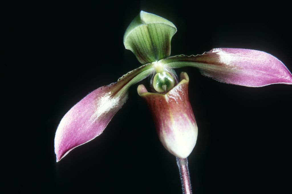 Paphiopedilum x (linii x appletonianum) [or Paphiopedilum x siamense?] R69T1, February 1969, roll 196902H5 slide 17.  The collection number indicates that Ray Rands imported this plant from Thailand in 1969.  It was apparently regarded at that time as a natural hybrid between Paphiopedilum linii and appletonianum.  It may be the natural hybrid known since 1896 as Paphiopedilum x siamense.