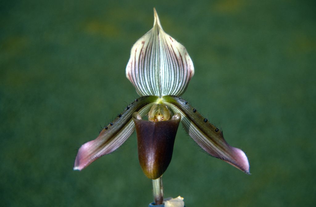 Paphiopedilum x siamense, October 1970, roll 197010H3 slide 10.  Believed to be a natural hybrid, described in 1896.