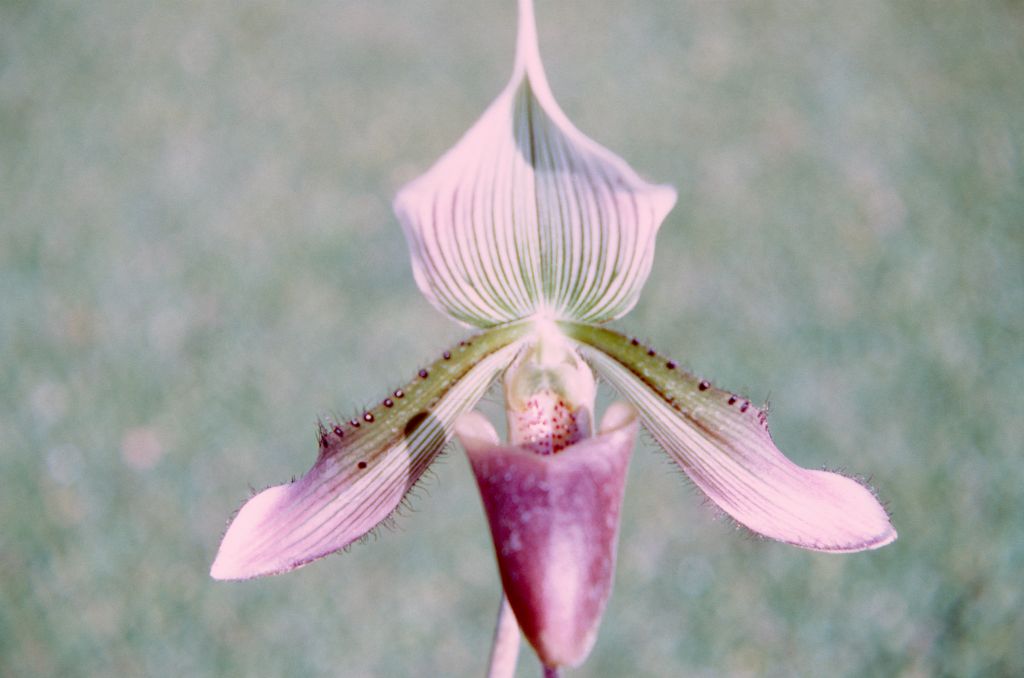 Paphiopedilum x siamense. December 1971, roll 197112H4 slide 18.  Believed to be a natural hybrid, described in 1896.