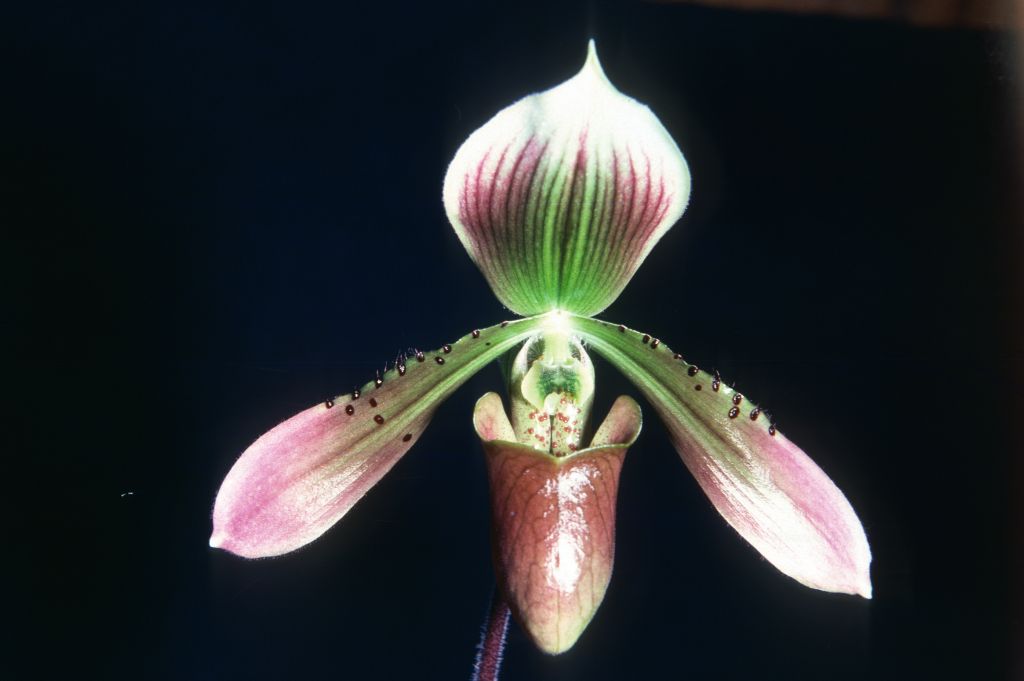 Paphiopedilum x siamense, no date on slide.  Believed to be a natural hybrid, described in 1896.