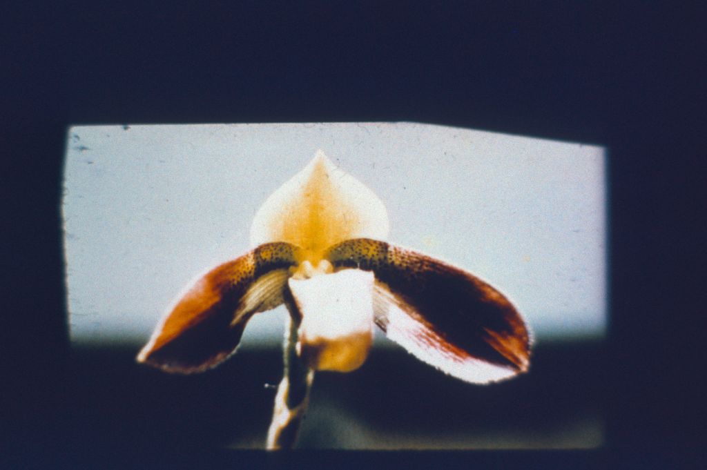 Paphiopedilum zieckianum, unlabeled slide, March 1972, roll 197203P7 slide 6.  Species described in 1967.  All of the photos of zieckianum in the Keyes collection appear to be copies of photos included in the first publication of this species by Gustav Schoser, Die Orchidee 18(4) (1967).