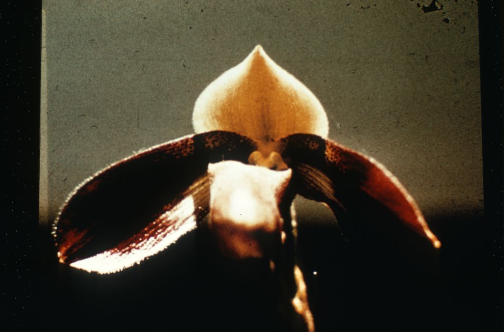 Paphiopedilum Zieckianum, Duplicate Slide 36, made in April 1972, roll 197204P15.  Species described in 1967.  All of the photos of zieckianum in the Keyes collection appear to be copies of photos included in the first publication of this species by Gustav Schoser, Die Orchidee 18(4) (1967).