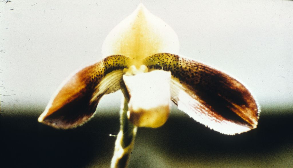 Paphiopedilum Zieckianum, Duplicate Slide 30, made in January 1973, roll 197301P15.  Species described in 1967.  All of the photos of zieckianum in the Keyes collection appear to be copies of photos included in the first publication of this species by Gustav Schoser, Die Orchidee 18(4) (1967)..