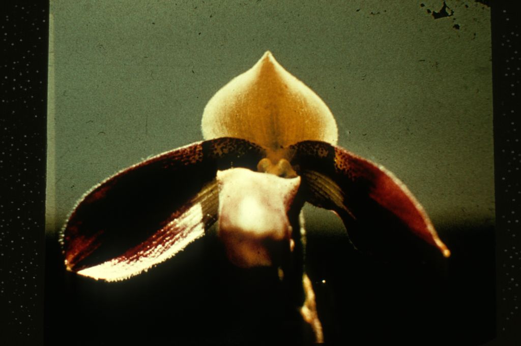 Paphiopedilum zieckianum, no date on slide.  Species described in 1967.  All of the photos of zieckianum in the Keyes collection appear to be copies of photos included in the first publication of this species by Gustav Schoser, Die Orchidee 18(4) (1967).