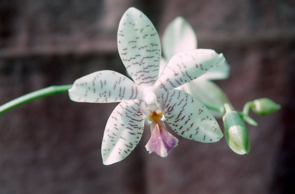 Phalaenopsis Samba 'Lavender Lady', February 1963, roll 196302H slide 23