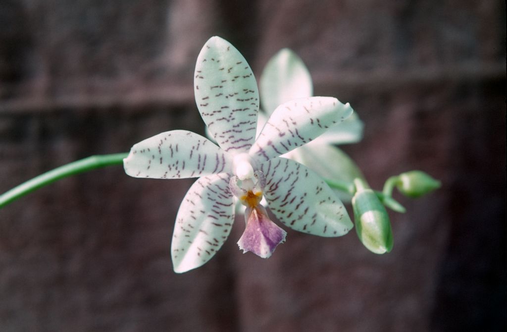 Phalaenopsis Samba 'Lavender Lady', February 1963, roll 196302H slide 24
