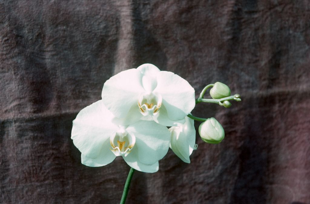 Phalaenopsis Alice Gloria 'Alabaster', February 1963, roll 196302H slide 26