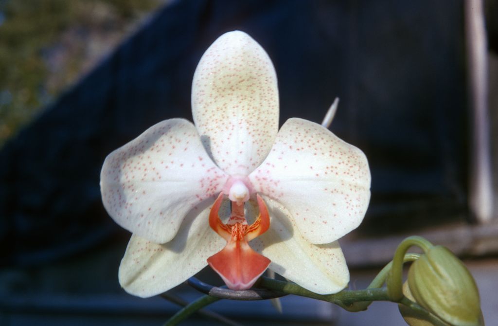 Phalaenopsis Inspiration, June 1963, roll 196306H slide 6