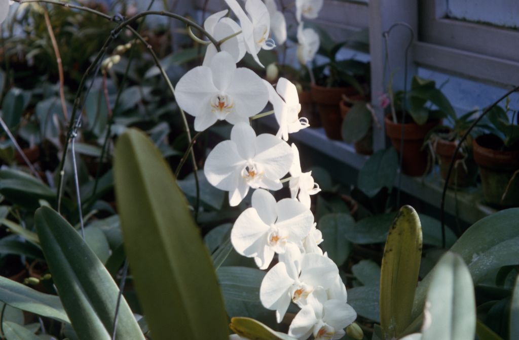 Phalaenopsis Antonio Guerrero, May 1964, roll 196405H slide 10