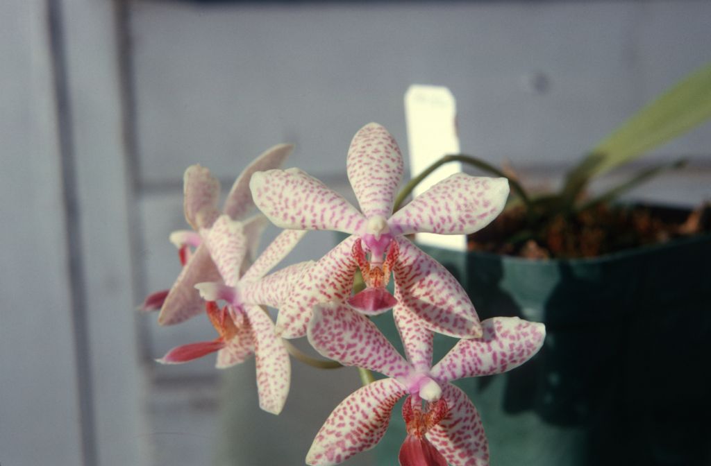 Phalaenopsis Hermione, May 1964, roll 196405H slide 19