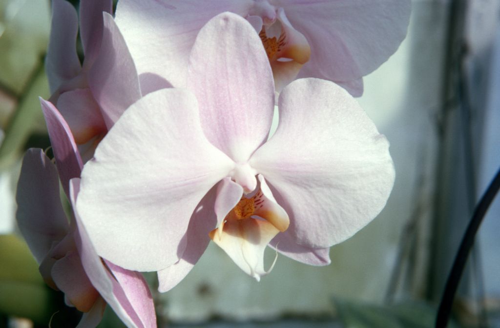 Phalaenopsis Pearly Pink, January 1966, roll 196601H6 slide 18