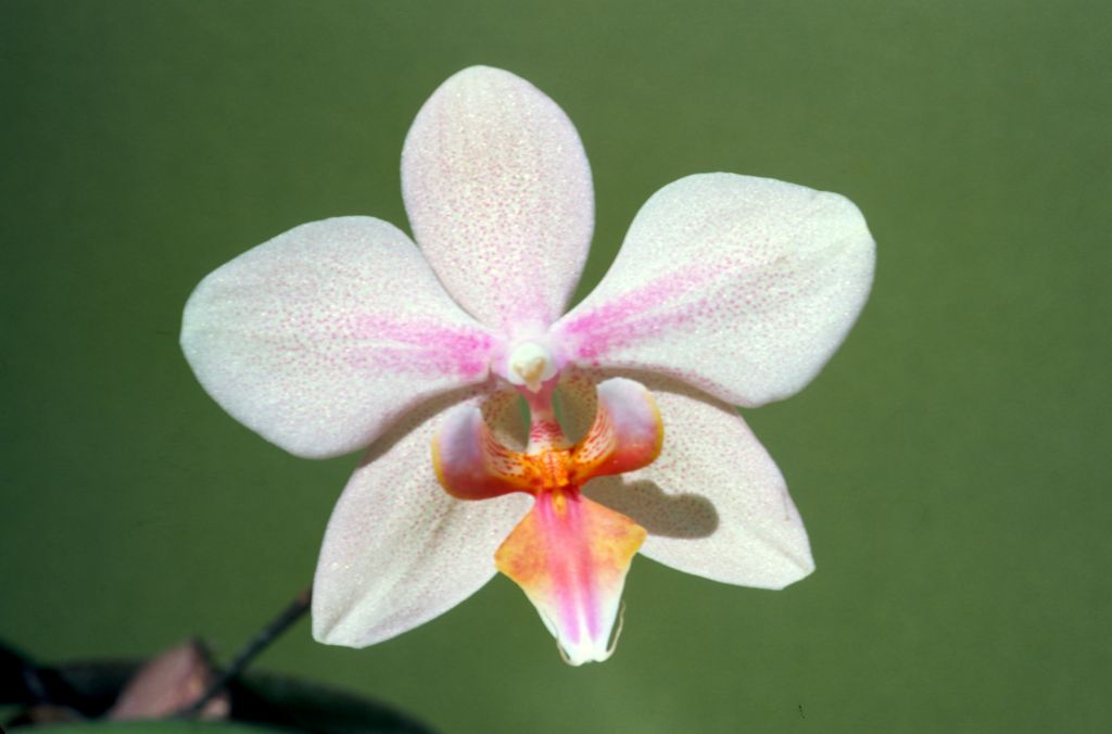 Phalaenopsis Island Girl 'J. McEdward', April 1967, roll 196704 slide 4