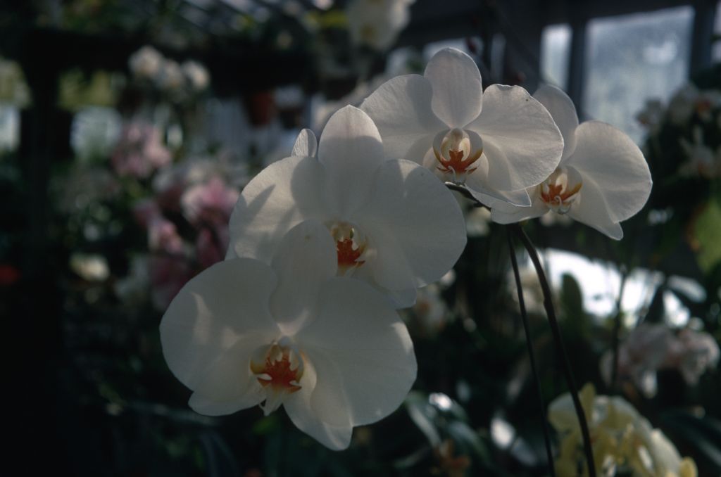 Phalaenopsis Norman Peterson, September 1967, roll 196709H7 slide 8