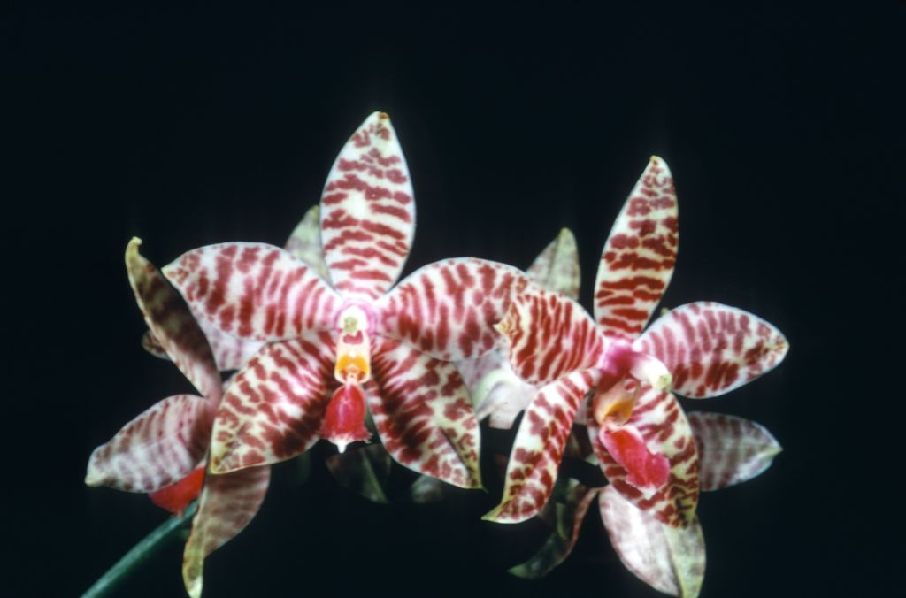 Phalaenopsis Ambomanniana 'Arcadia', May 1968, roll 196805H8
