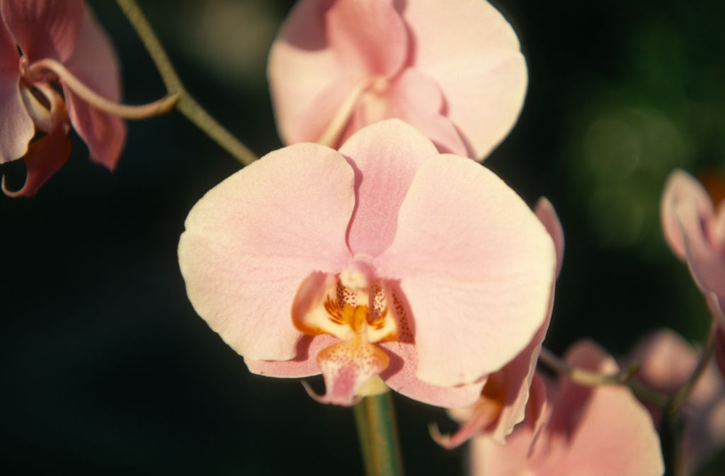 Phalaenopsis Lavender Lady, May 1970, roll 197005H4 slide 12