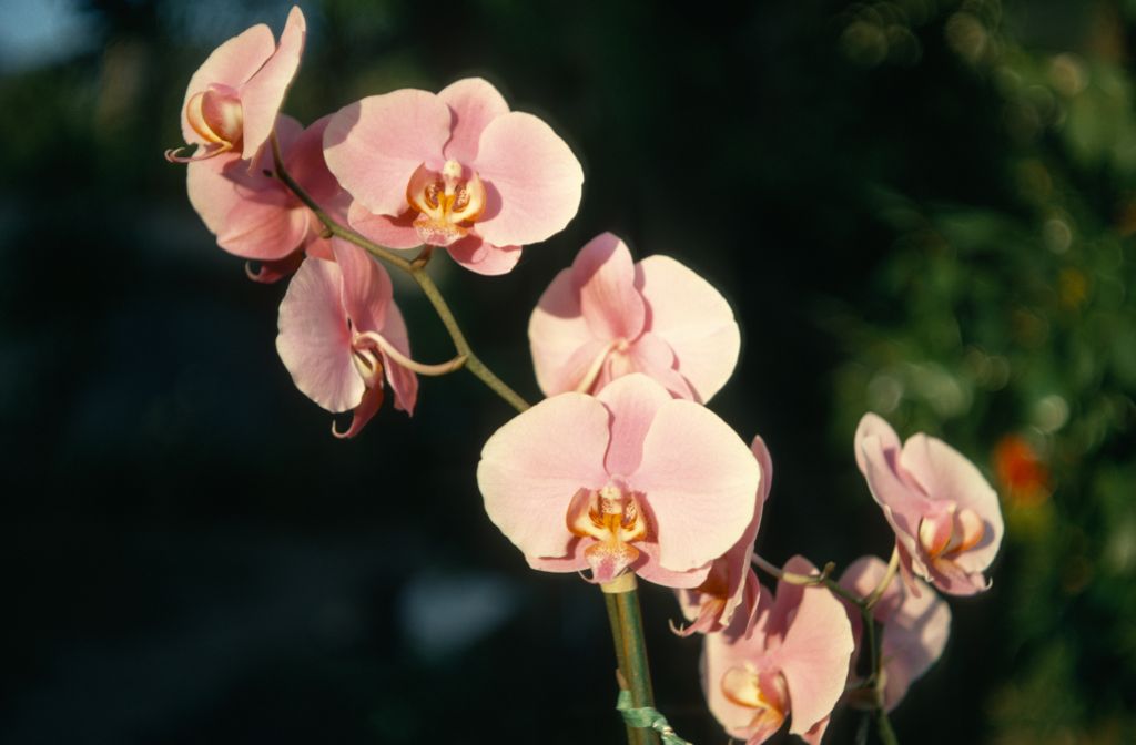 Phalaenopsis Lavender Lady, May 1970, roll 197005H4 slide 13