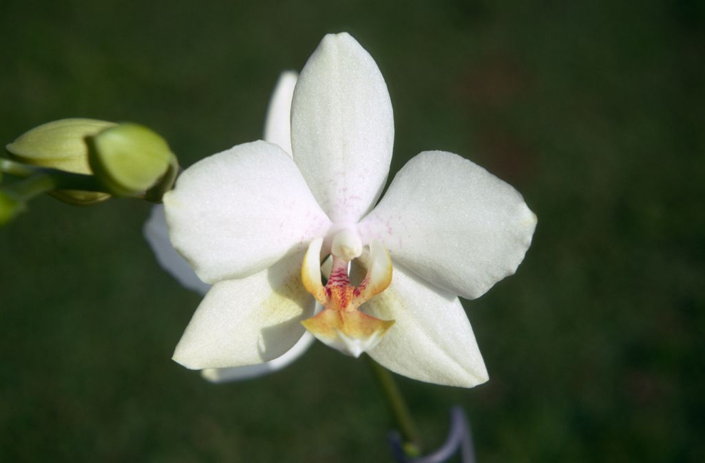 Phalaenopsis Spenge, January 1971, roll 197101H3 slide 16