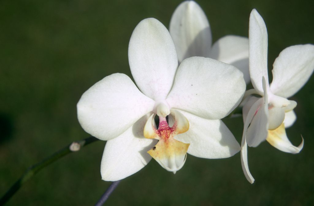 Phalaenopsis Spenge, January 1971, roll 197101H3 slide 17