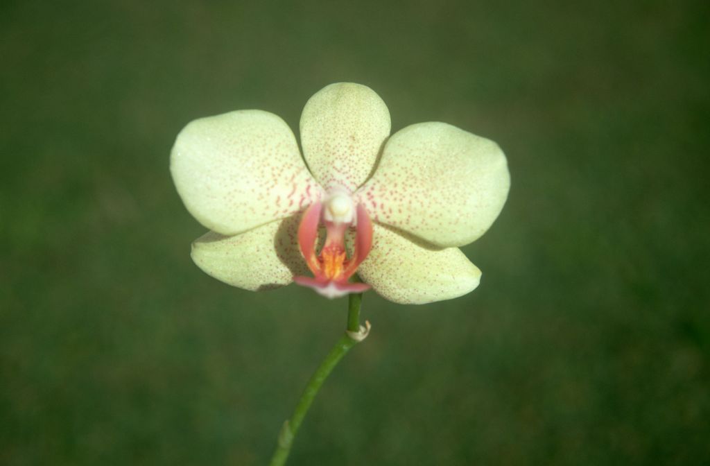 Phalaenopsis Inca Gold, February 1971, roll 197102H7 slide 2