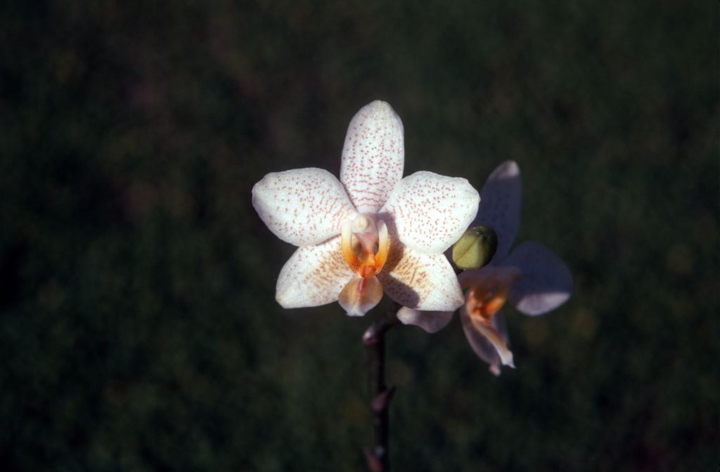 Phalaenopsis Tuffy, August 1971, roll 197108H3 slide 19
