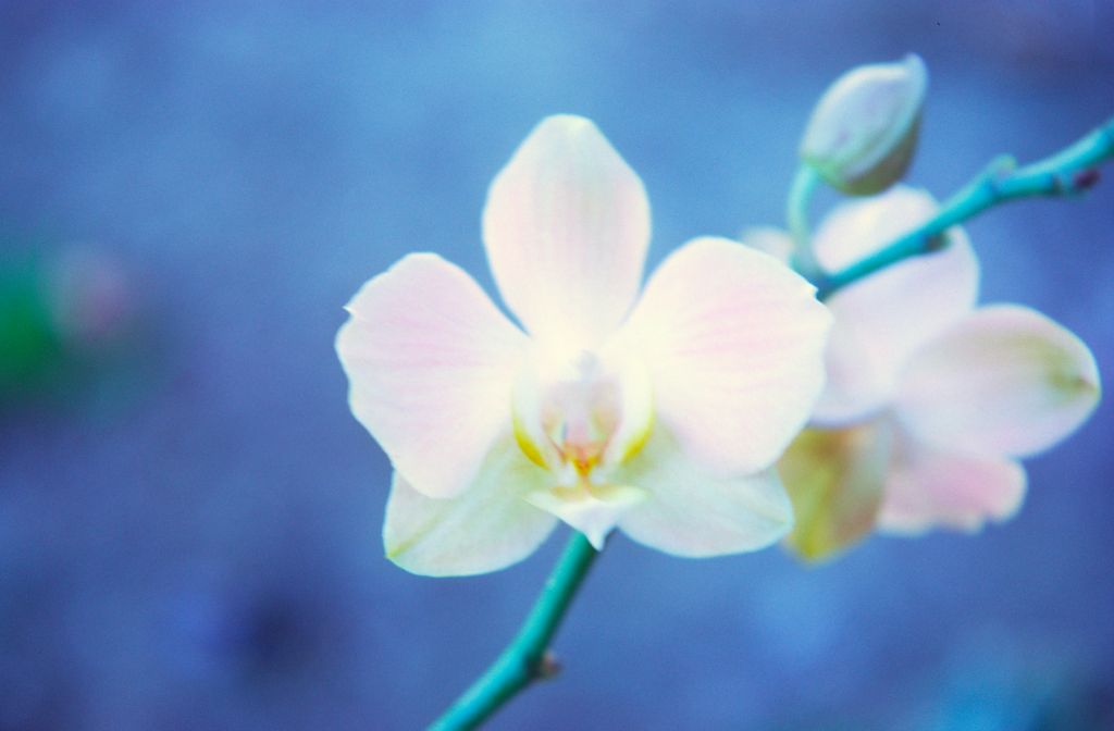 Phalaenopsis Mildred Wagner, February 1972, roll 197202H2 slide 8