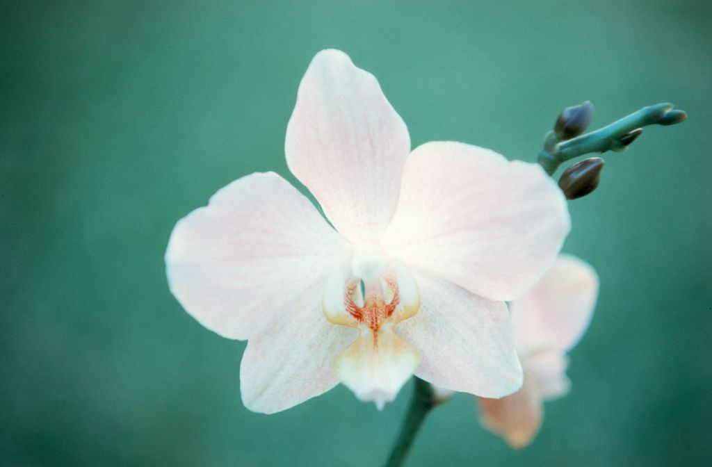 Phalaenopsis Mildred Wagner 'Peaches', March 1972, roll 197203H7 slide 13