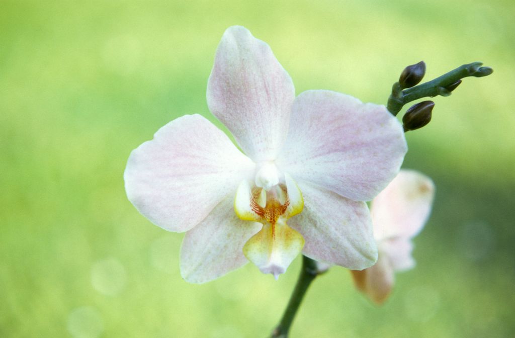 Phalaenopsis Mildred Wagner 'Peaches', March 1972, roll 197203H7 slide 14