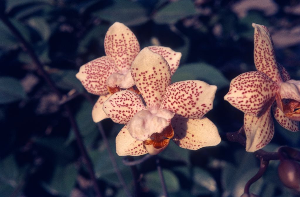 Phalaenopsis Penetrate, May 1972, roll 197205 slide 20