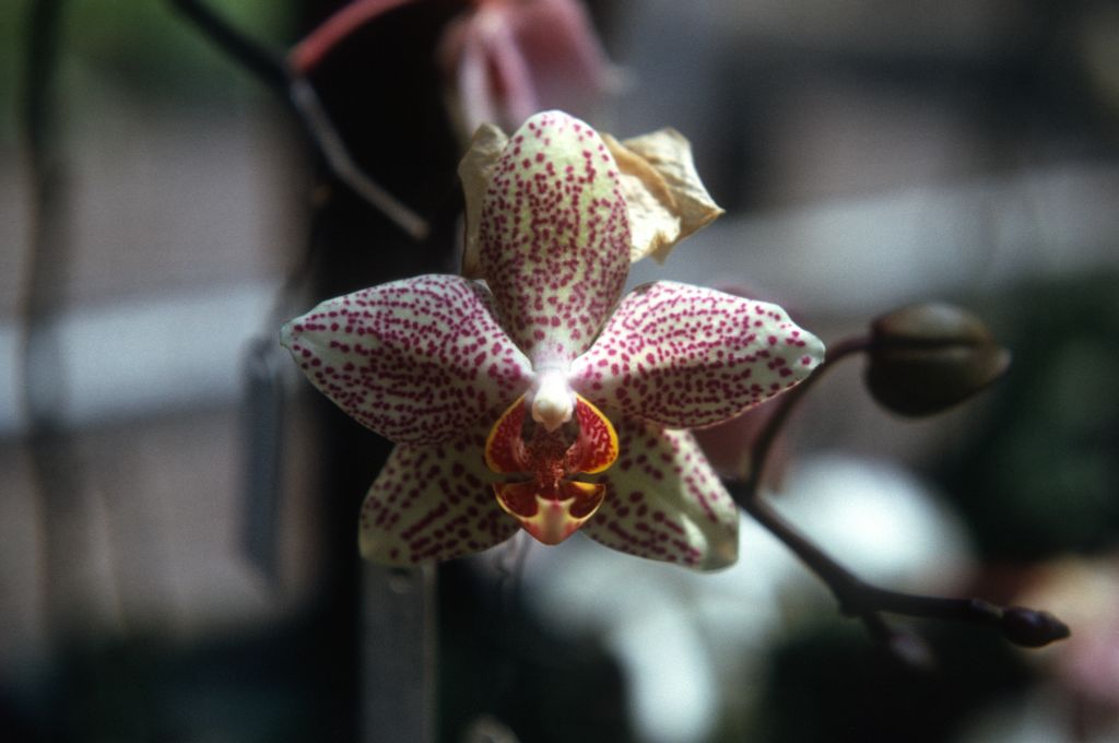 Phalaenopsis Penetrate, June 1972, roll 197206H3 slide 18