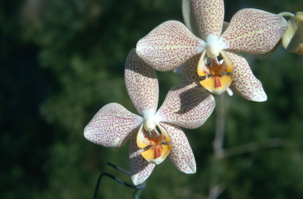 Phalaenopsis Sun Spots, January 1973, roll 197301H7 slide 18