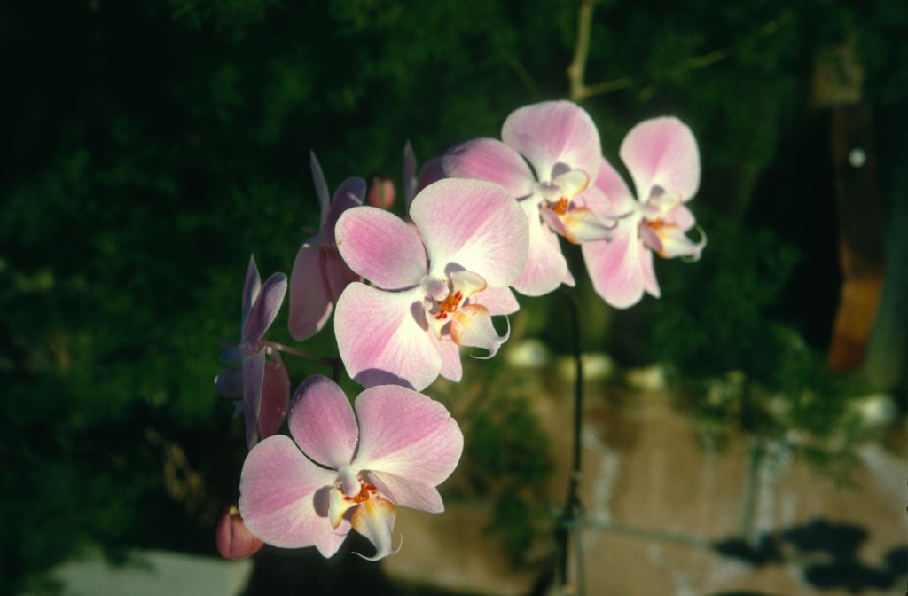 Phalaenopsis Lavender Lady '#1', January 1973, roll 197301H7 slide 2