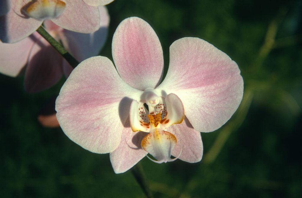 Phalaenopsis Lavender Lady '#1', January 1973, roll 197301H7 slide 3