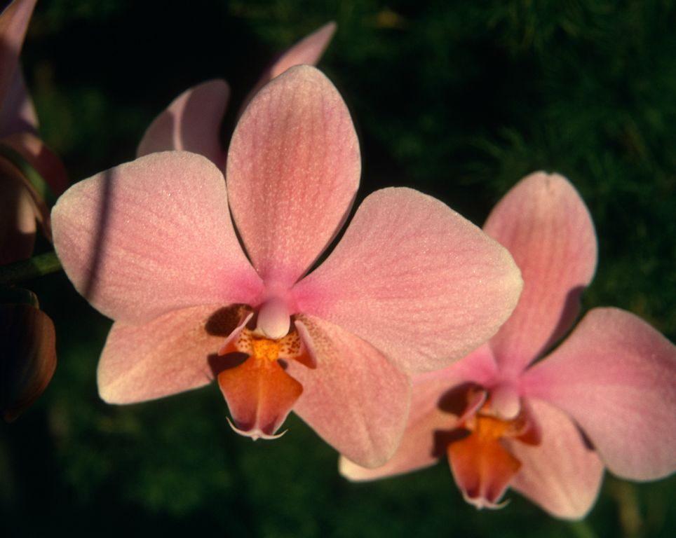 Phalaenopsis Pink Flash, January 1973, roll 197301 slide 16