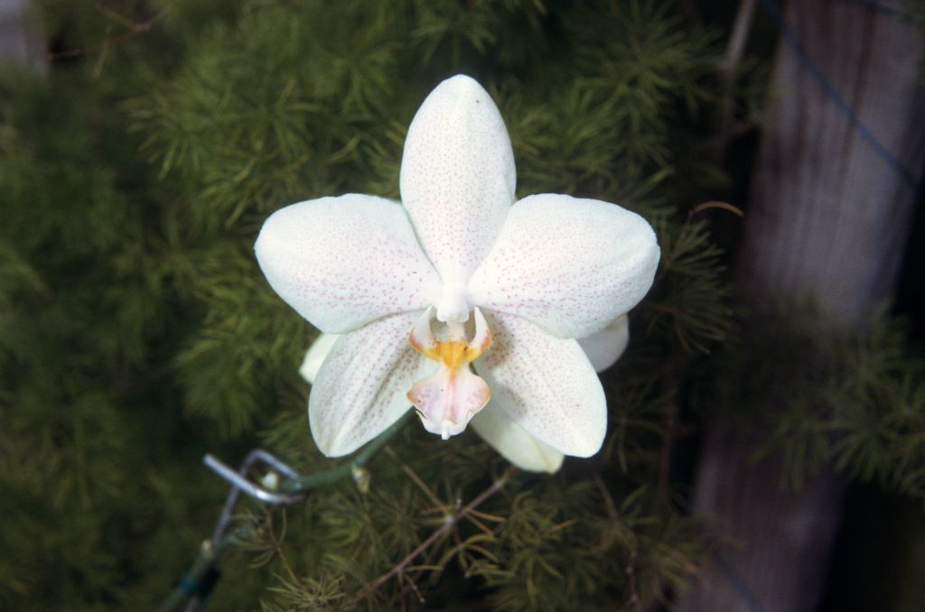Phalaenopsis Annette Wichmann, June 1973, roll 197306H12 slide 14